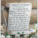 Legend of the Dogwood