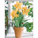 Pot of Daffodils