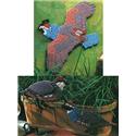 Pattern Leaflet, Quail Trio by DRG